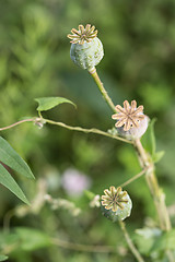 Image showing harvest of opium from green poppy