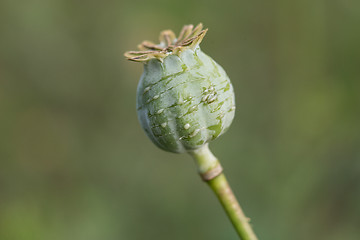 Image showing harvest of opium from green poppy