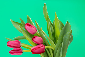 Image showing Crimson tulip flower on green background