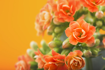 Image showing  flowers of Kalanchoe. on a orange background.