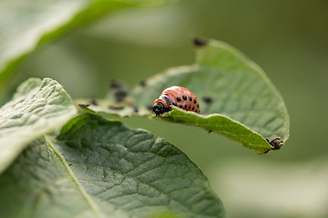 Image showing The red colorado beetle\'s larva feeding