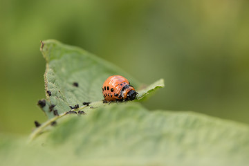 Image showing The red colorado beetle\'s larva feeding