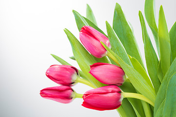 Image showing Crimson tulip flower on white background