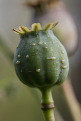 Image showing harvest of opium from green poppy