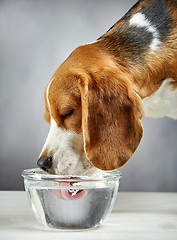 Image showing Beagle dog drinks water