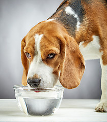 Image showing Beagle dog drinks water