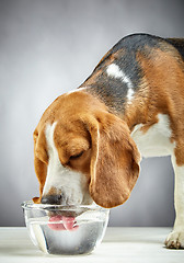 Image showing Beagle dog drinks water