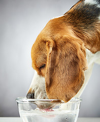 Image showing Beagle dog drinks water