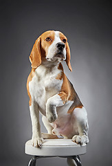 Image showing Portrait of beagle dog