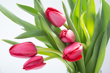 Image showing Crimson tulip flower on white background