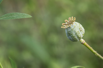 Image showing harvest of opium from green poppy