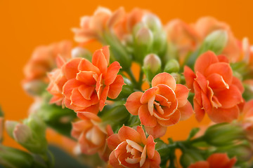 Image showing  flowers of Kalanchoe. on a orange background.