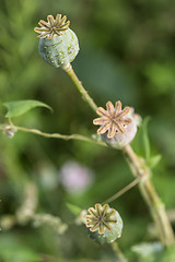 Image showing harvest of opium from green poppy