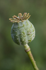 Image showing harvest of opium from green poppy