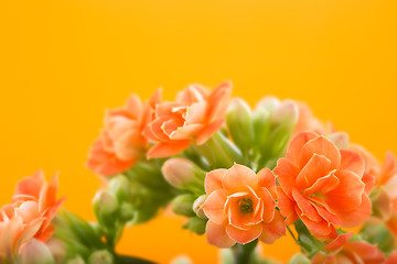 Image showing  flowers of Kalanchoe. on a orange background.