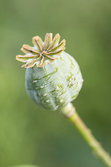 Image showing harvest of opium from green poppy