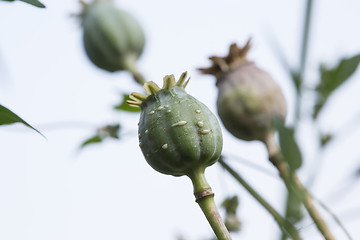 Image showing harvest of opium from green poppy