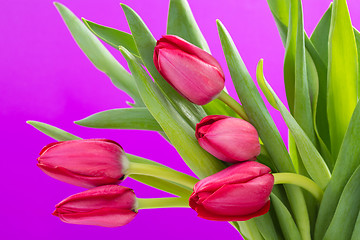 Image showing Crimson tulip flower on purple background