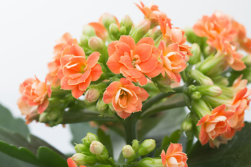 Image showing  flowers of Kalanchoe. on a bright  background.