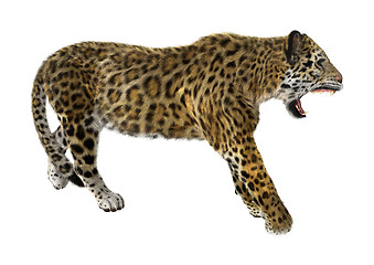 Image showing Big Cat Jaguar