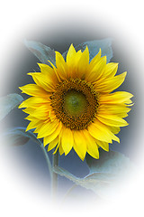 Image showing sunflower