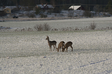 Image showing deer