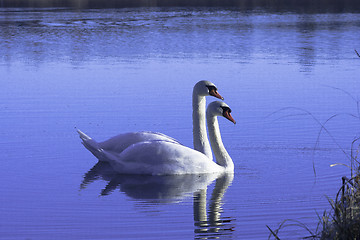 Image showing mute swans
