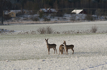 Image showing deer family