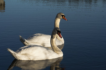 Image showing mute swans