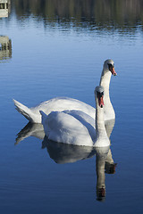 Image showing mute swans