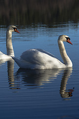 Image showing pair of mute swans