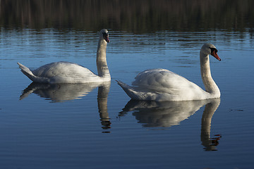 Image showing pair of swans