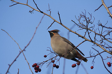 Image showing Bohemian waxwing