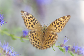 Image showing butterfly