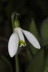 Image showing snowdrop