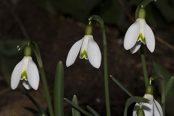Image showing snowdrops