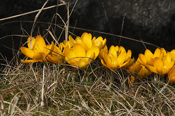 Image showing crocus