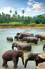 Image showing Herd of elephants