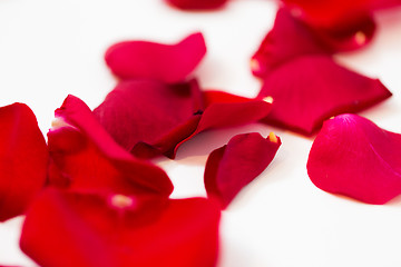 Image showing close up of red rose petals