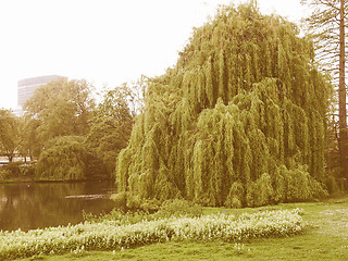 Image showing Retro looking Weeping Willow