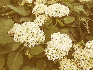 Image showing Retro looking Hortensia flower