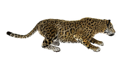 Image showing Big Cat Jaguar