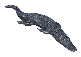 Image showing Alligator Caiman on White