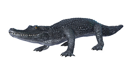 Image showing Alligator Caiman on White