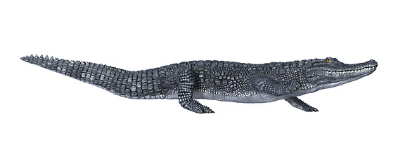 Image showing Alligator Caiman on White