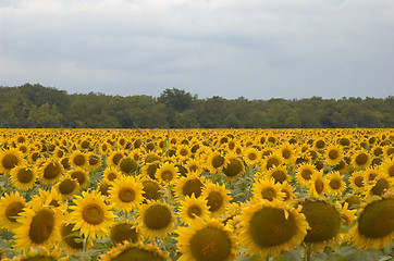 Image showing Sunflowers