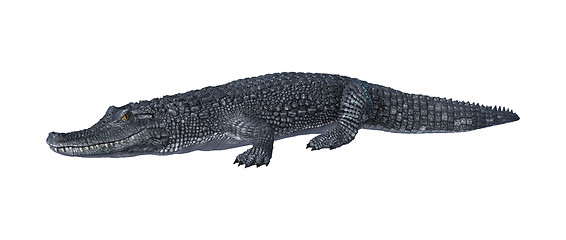 Image showing Alligator Caiman on White