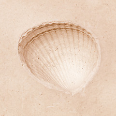 Image showing  Shell fossil vintage