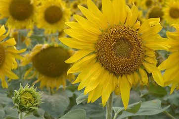 Image showing Sunflower