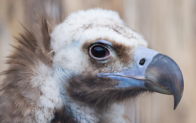 Image showing Face portrait of a Cinereous Vulture (Aegypius monachus)